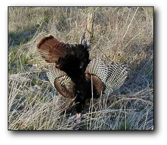 First Gobbler